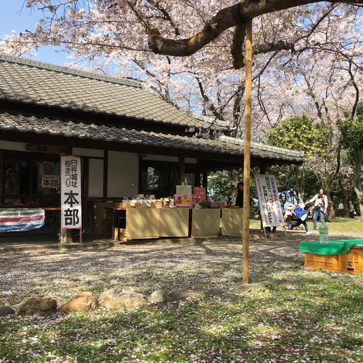 臼杵城址公園　桜まつり