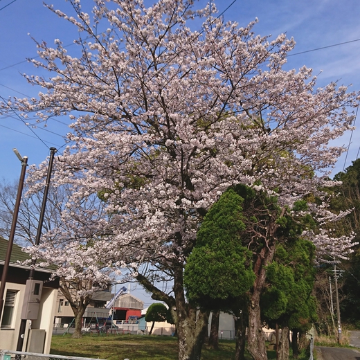 桜シーズン到来☆