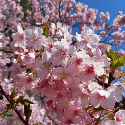 河津桜♪